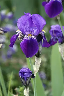 Garden Flowers Impressions: Iris