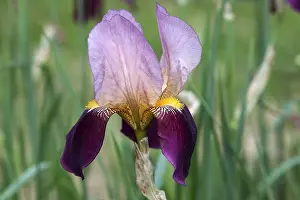 Botanical Inflorescence View Impressions: Iris (Iris)