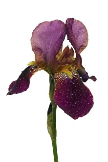 Spring Flowering Plant Details Impressions: Iris, iris