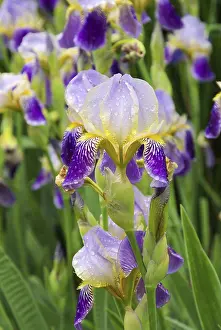 Exterior View Of A Yard Impressions: Iris, iris