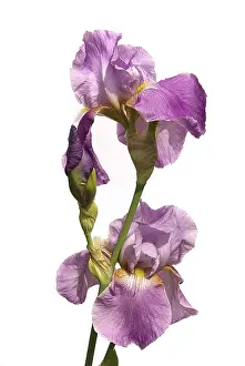 Deserted Garden Bloom Impressions: Iris, iris