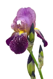 Deserted Garden Exterior View Impressions: Iris, iris