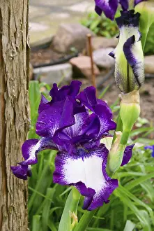 Uninhabited Garden Scene Impressions: Iris, iris