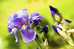 German Iris Impressions: Iris (Iris croatica)