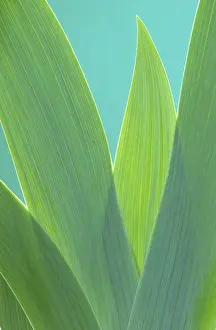 Deserted Plant Life Impressions: Iris leaf, iris leaf