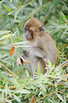 Java Monkey Impressions: Java monkey (Macaca fascicularis)