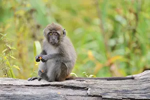 Captive Animal Photography Impressions: Java monkey (Macaca fascicularis)