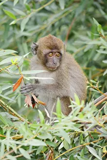 Wild Animal Feedings Impressions: Java monkey (Macaca fascicularis)