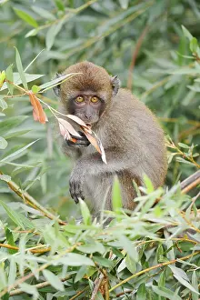 Captive Monkey Photos Impressions: Java monkey (Macaca fascicularis)