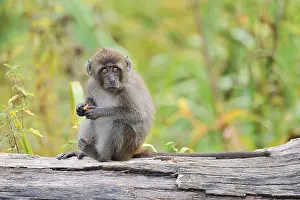 Macaca Fascicularis Impressions: Java monkey (Macaca fascicularis)