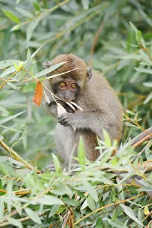 Wild Animal Feedings Impressions: Java monkey (Macaca fascicularis)
