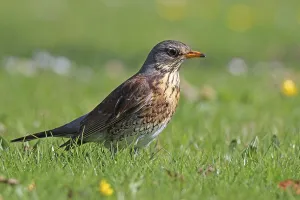 Deserted Bird Photography Impressions: Juniper Thrush
