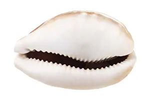 Escargots Impressions: Assiette vide de kauri contre fond blanc.