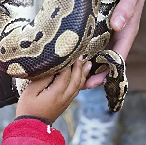 Constrictor Snake Impressions: Kid and zookeeper holding a python regius snake
