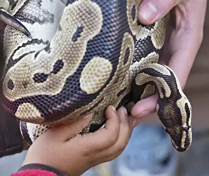 Wildlife Education Impressions: Kid and zookeeper holding a python snake