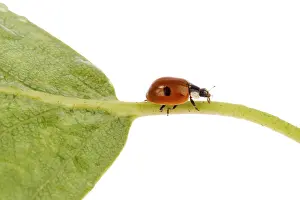 Insect Photography Studio Impressions: Ladybug on a leaflet. Red bug on the grass