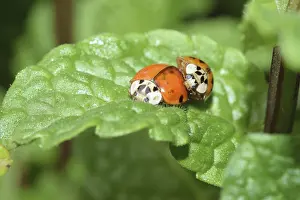Macro Beetle Photography Impressions: Ladybug, mating, beetle, macro