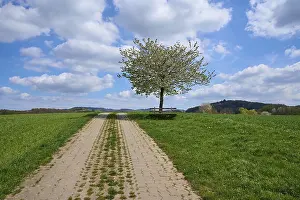 Landscape Photography Germany Impressions: Landscape, field path, cherry tree