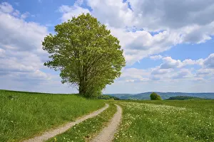 Odenwald Landscape Impressions: Landscape, meadow path, tree, clouds