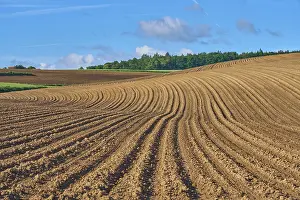 Springtime Agriculture Impressions: Landscape with potato field in spring
