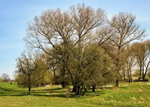 Landscape Photography Germany Impressions: Landscape on the river Oder in spring