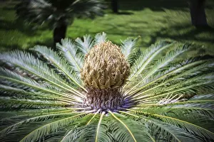 European Decorative Items Impressions: A large cycas under development