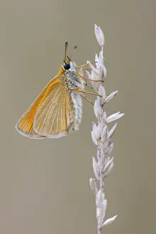 Large Skipper Butterfly Impressions: Large skipper (Ochlodes sylvanus)