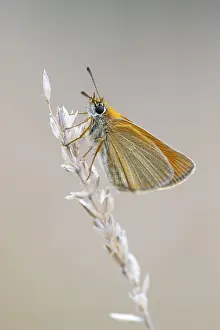 No People Natural Environment Impressions: Large skipper (Ochlodes sylvanus)