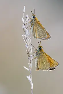 Large Skipper Butterfly Impressions: Large skipper (Ochlodes sylvanus)