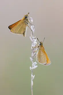 Large Skipper Butterfly Impressions: Large skipper (Ochlodes sylvanus)