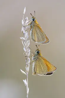 Natural Environment Germany Impressions: Large skipper (Ochlodes sylvanus)