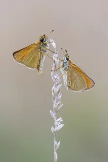 Large Skipper Butterfly Impressions: Large skipper (Ochlodes sylvanus)