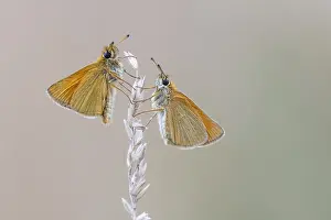 Large Skipper Butterfly Impressions: Large skipper (Ochlodes sylvanus)