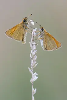 Large Skipper Butterfly Impressions: Large skipper (Ochlodes sylvanus)
