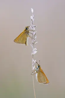 Large Skipper Butterfly Impressions: Large skipper (Ochlodes sylvanus)