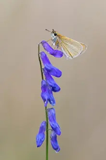 Large Skipper Butterfly Impressions: Large skipper (Ochlodes sylvanus)