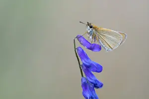 Large Skipper Butterfly Impressions: Large skipper (Ochlodes sylvanus)