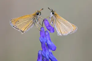 Large Skipper Butterfly Impressions: Large skipper (Ochlodes sylvanus)