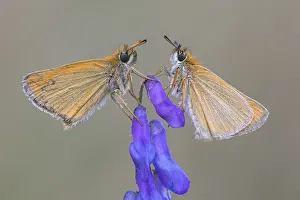 Large Skipper Butterfly Impressions: Large skipper (Ochlodes sylvanus)