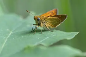 Large Skipper Butterfly Impressions: Large skipper (Ochlodes sylvanus)