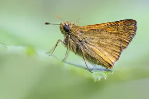 Ochlodes Sylvanus Impressions: Large skipper (Ochlodes sylvanus)