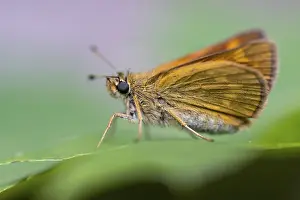 Deserted Dutch Landscape Impressions: Large skipper (Ochlodes sylvanus)