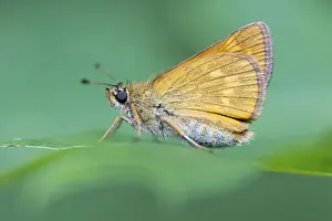 Ochlodes Sylvanus Impressions: Large skipper (Ochlodes sylvanus)