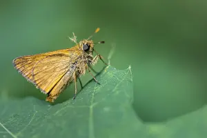 Ochlodes Sylvanus Impressions: Large skipper (Ochlodes sylvanus)