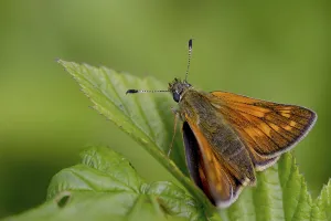Images datées du 11 juin 2024: Large skipper butterfly print