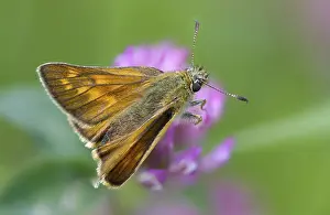 Images datées du 10 juin 2024: Large skipper butterfly print