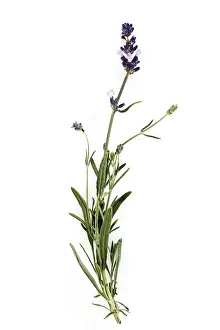Medicinal Herb Plant Impressions: Lavender