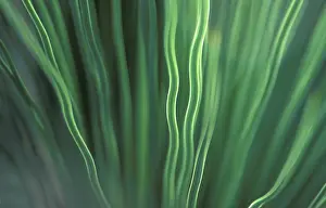 Macro Leaf Photography Impressions: Leaf