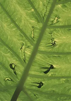 Macro Leaf Photography Impressions: Leaf