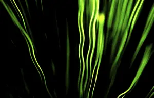 Macro Leaf Photography Impressions: Leaf